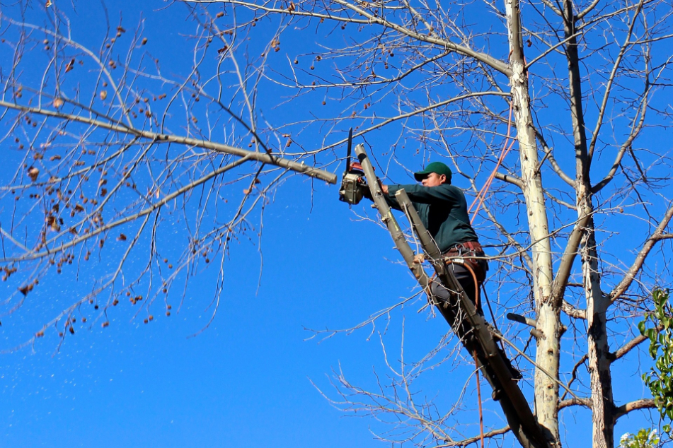 coupe-de-branche-d-arbres