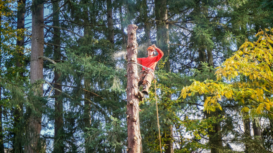 coupe-du-tronc-d-arbre