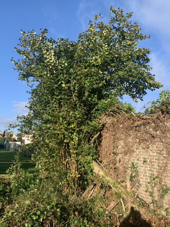 debroussaillage-du-terrain