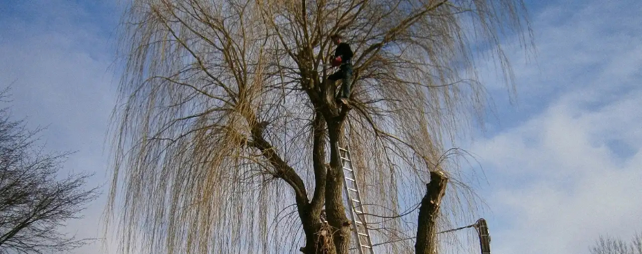 elagage-des-arbres